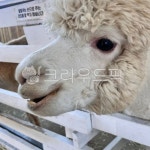 흰색알파카, 목장, 까만눈동자, 귀여운동물, 양떼목장, 사진,이미지,일러스트,캘리그라피 - 언년ㅇㄱ작가 크라우드픽 - 저작권 걱정 없는 상업용... 