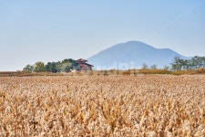 순천만습지, 갈대, 가을, 자연, 풍경, 사진,이미지,일러스트,캘리그라피 - walk2wind작가 크라우드픽 - 저작권 걱정 없는 상업용 이미지
