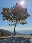 나무, 해, 나무한그루, 언덕위, tree, 사진,이미지,일러스트,캘리그라피 - jgod02작가 크라우드픽 - 저작권 걱정 없는 상업용 이미지