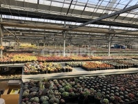 선인장, 농원, 다육, 농장, 비닐하우스, 사진,이미지,일러스트,캘리그라피 - hapumy작가 크라우드픽 - 저작권 걱정 없는 상업용 이미지