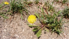 민들레, dandelion, 식물, 봄, 꽃, 사진,이미지,일러스트,캘리그라피 - SeeOn작가 크라우드픽 - 저작권 걱정 없는 상업용 이미지