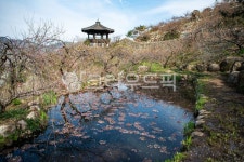 광양매화마을, 반영, 연못, 정자, 광양, 사진,이미지,일러스트,캘리그라피 - 로드리아작가 크라우드픽 - 저작권 걱정 없는 상업용 이미지
