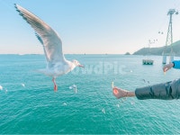 bird, 새, 갈매기, 새우깡, 부산바다, 사진,이미지,일러스트,캘리그라피 - 노란꽃돼지작가 크라우드픽 - 저작권 걱정 없는 상업용 이미지