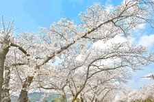 경주, 경주벚꽃, 벚꽃, 벚꽃축제, 보문호반길, 사진,이미지,일러스트,캘리그라피 - 나쁜늑대작가 크라우드픽 - 저작권 걱정 없는 상업용 이미지