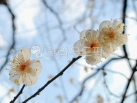 매화, 호수, 수변, plant, 식물, 사진,이미지,일러스트,캘리그라피 - 미룽이작가 크라우드픽 - 저작권 걱정 없는 상업용 이미지