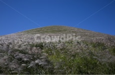 제주, 새별오름, 오름, 억새, 새별오름억새, 사진,이미지,일러스트,캘리그라피 - Nid8any1작가 크라우드픽 - 저작권 걱정 없는 상업용 이미지