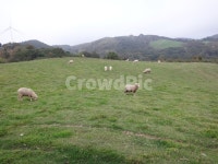 동산, 양, 양떼목장, 대관령, 공원, 사진,이미지,일러스트,캘리그라피 - 옹군작가 크라우드픽 - 저작권 걱정 없는 상업용 이미지