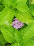 flower, 꽃, leaf, 잎, 꽃잎, 사진,이미지,일러스트,캘리그라피 - smlgo67작가 크라우드픽 - 저작권 걱정 없는 상업용 이미지