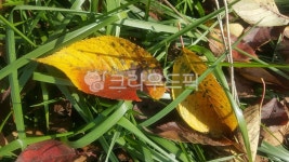 낙옆, 잎, 가을, fall, 풀, 사진,이미지,일러스트,캘리그라피 - 오월의향기작가 크라우드픽 - 저작권 걱정 없는 상업용 이미지