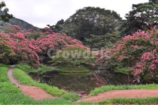 담양, 명옥헌, 명옥헌원림, 문화재, 명옥헌배롱나무, 사진,이미지,일러스트,캘리그라피 - 영산공작가 크라우드픽 - 저작권 걱정 없는 상업용 이미지