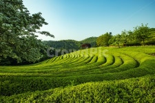 차, 녹색, 경치, 시골의, 농원, 사진,이미지,일러스트,캘리그라피 - 은빛여울작가 크라우드픽 - 저작권 걱정 없는 상업용 이미지