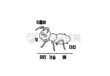 개미, 개미의구조, 어린이집, 유치원, 활동지, 사진,이미지,일러스트,캘리그라피 - 부기쌤작가 크라우드픽 - 저작권 걱정 없는 상업용 이미지