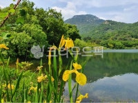 호수, 꽃, flower, nature, 수선화, 사진,이미지,일러스트,캘리그라피 - 모산작가 크라우드픽 - 저작권 걱정 없는 상업용 이미지