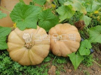 food, 음식, squash, 스쿼시, 호박, 사진,이미지,일러스트,캘리그라피 - 도시농부anne작가 크라우드픽 - 저작권 걱정 없는 상업용 이미지