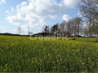 고창, 학원농장, 도깨비, 유채꽃, 청보리, 사진,이미지,일러스트,캘리그라피 - Nhuiyeoung0524작가 크라우드픽 - 저작권 걱정 없는 상업용... 