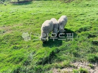 양, 자연, 양떼목장, 동물, 대관령, 사진,이미지,일러스트,캘리그라피 - Nqetuo25작가 크라우드픽 - 저작권 걱정 없는 상업용 이미지