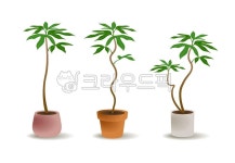 dendropanax, 황칠나무, 황칠, 일러스트, illustration, 사진,이미지,일러스트,캘리그라피 - arusoj작가 크라우드픽 - 저작권 걱정 없는... 