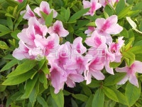 철쭉, 일본철쭉, 연분홍꽃, 연분홍, 봄꽃, 사진,이미지,일러스트,캘리그라피 - 행복바라갱작가 크라우드픽 - 저작권 걱정 없는 상업용 이미지