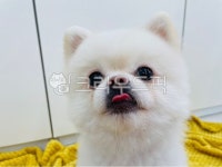 동물, 애완동물, 하얀개, 강아지, puppy, 사진,이미지,일러스트,캘리그라피 - Hongeun작가 크라우드픽 - 저작권 걱정 없는 상업용 이미지
