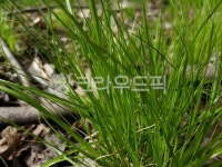 vegetation, 초목, 풀, grass, green, 사진,이미지,일러스트,캘리그라피 - seungheey작가 크라우드픽 - 저작권 걱정 없는 상업용 이미지