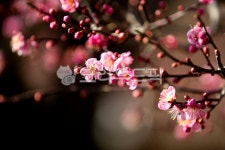 plant, 식물, 꽃, 매화, flower, 사진,이미지,일러스트,캘리그라피 - 우담작가 크라우드픽 - 저작권 걱정 없는 상업용 이미지