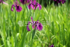 식물, 꽃, plant, flower, 꽃창포, 사진,이미지,일러스트,캘리그라피 - benjamin작가 크라우드픽 - 저작권 걱정 없는 상업용 이미지