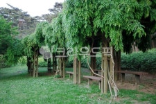 garden, 정원, outdoors, 옥외, 쉼터, 사진,이미지,일러스트,캘리그라피 - lovespurn작가 크라우드픽 - 저작권 걱정 없는 상업용 이미지