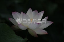 plant, 식물, leaf, 잎, 꽃, 사진,이미지,일러스트,캘리그라피 - acacia92작가 크라우드픽 - 저작권 걱정 없는 상업용 이미지