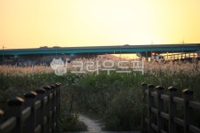 road, 도로, reed, 갈대, 석양, 사진,이미지,일러스트,캘리그라피 - 헝그리작가작가 크라우드픽 - 저작권 걱정 없는 상업용 이미지