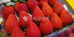 딸기, 죽향, 겨울, 과일, 죽향딸기, 사진,이미지,일러스트,캘리그라피 - 찌장작가 크라우드픽 - 저작권 걱정 없는 상업용 이미지