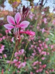 blossom, geranium, 제라늄, 꽃, flower, 사진,이미지,일러스트,캘리그라피 - Nyeondut작가 크라우드픽 - 저작권 걱정 없는 상업용 이미지