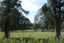 인도네시아, 보고르, 보고르식물원, 꽃, 나무, 사진,이미지,일러스트,캘리그라피 - Nmnicys작가 크라우드픽 - 저작권 걱정 없는 상업용 이미지