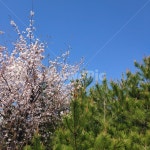 벚꽃, 소나무, 하늘, 식물, 나무, 사진,이미지,일러스트,캘리그라피 - Njigun123작가 크라우드픽 - 저작권 걱정 없는 상업용 이미지