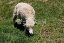 목장, 자연, 동물, 양, 풀, 사진,이미지,일러스트,캘리그라피 - jiheyhoi작가 크라우드픽 - 저작권 걱정 없는 상업용 이미지