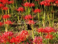 꽃, 꽃무릇, 상사화, 산, 봉대산, 사진,이미지,일러스트,캘리그라피 - 무안양파작가 크라우드픽 - 저작권 걱정 없는 상업용 이미지