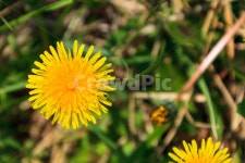 민들레, 꽃, 봄, 농촌, 민들레꽃, 사진,이미지,일러스트,캘리그라피 - pradis작가 크라우드픽 - 저작권 걱정 없는 상업용 이미지