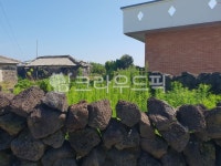 현무암, 초록, 새싹, 담벼락, 제주도, 사진,이미지,일러스트,캘리그라피 - 홍콘작가 크라우드픽 - 저작권 걱정 없는 상업용 이미지