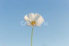 꽃, 가을꽃, 가을, 코스모스, 하늘, 사진,이미지,일러스트,캘리그라피 - 루스작가 크라우드픽 - 저작권 걱정 없는 상업용 이미지