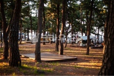 솔밭, 소나무캠핑장, 캠핑장, 캠핑숲, 소나무, 사진,이미지,일러스트,캘리그라피 - 미대형작가 크라우드픽 - 저작권 걱정 없는 상업용 이미지