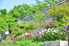 창경궁, 낙선재, 후원, 화계, 봄, 사진,이미지,일러스트,캘리그라피 - 백봉작가 크라우드픽 - 저작권 걱정 없는 상업용 이미지