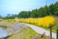수변길, 하천길, 봄, 개나리, 꽃길, 사진,이미지,일러스트,캘리그라피 - Ngowjd770703작가 크라우드픽 - 저작권 걱정 없는 상업용 이미지