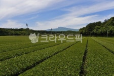 제주, 한남차밭, 제주차밭, 녹차밭, 오설록, 사진,이미지,일러스트,캘리그라피 - 깨비선생작가 크라우드픽 - 저작권 걱정 없는 상업용 이미지