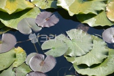 연못, 연잎, 강, plant, 식물, 사진,이미지,일러스트,캘리그라피 - 이서작가 크라우드픽 - 저작권 걱정 없는 상업용 이미지