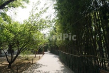 대나무, 대나무숲, 숲, 공원, 숲속, 사진,이미지,일러스트,캘리그라피 - 푸드포토작가 크라우드픽 - 저작권 걱정 없는 상업용 이미지