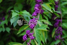 purple, 보라, 열매, 나무, 보라열매, 사진,이미지,일러스트,캘리그라피 - swwmom작가 크라우드픽 - 저작권 걱정 없는 상업용 이미지