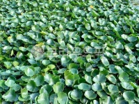 leaf, 초목, nature, 연못, 연꽃, 사진,이미지,일러스트,캘리그라피 - 낭만원이작가 크라우드픽 - 저작권 걱정 없는 상업용 이미지