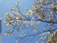 봄, spring, 꽃, flower, 목련, 사진,이미지,일러스트,캘리그라피 - 규영사진작가 크라우드픽 - 저작권 걱정 없는 상업용 이미지