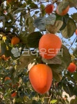 감, 감홍시, 홍시, 단감, persimmon, 사진,이미지,일러스트,캘리그라피 - bedro작가 크라우드픽 - 저작권 걱정 없는 상업용 이미지