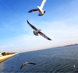 인천, 바다, 갈매기, 항구, 새, 사진,이미지,일러스트,캘리그라피 - 김물짱작가 크라우드픽 - 저작권 걱정 없는 상업용 이미지