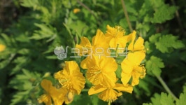 blossom, 꽃, flower, geranium, 제라늄, 사진,이미지,일러스트,캘리그라피 - 장원작가 크라우드픽 - 저작권 걱정 없는 상업용 이미지